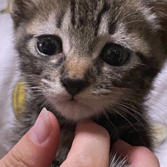 雑種のお嬢ちゃん