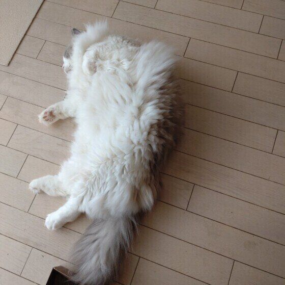 床でくつろぐラグドール