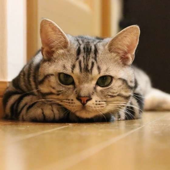 飼い主さんを見つめる猫