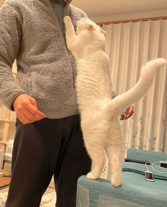 抱っこをおねだりする猫ちゃん
