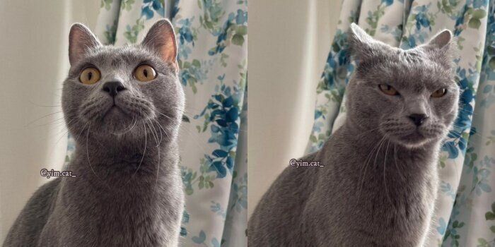 通常時（左）とまったく異なる顔つきになった（右）イムくん