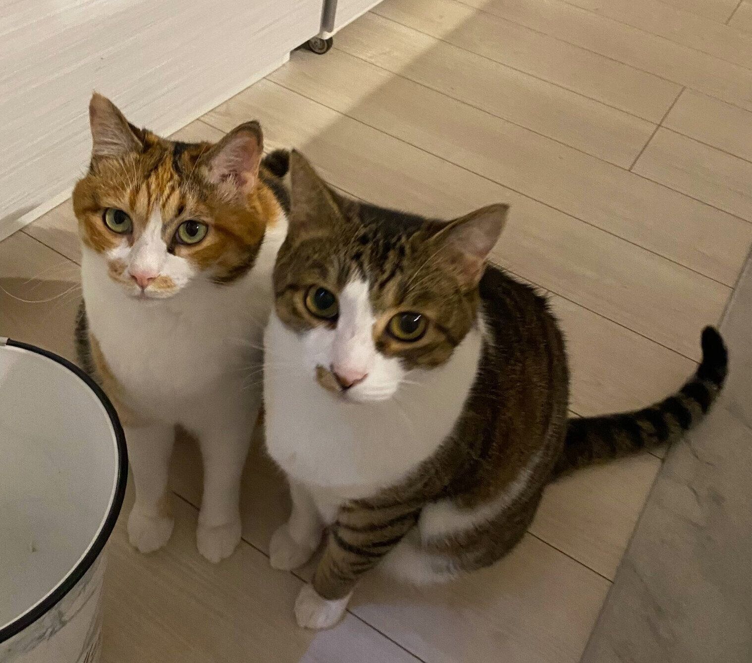 夜食の催促をする猫たち