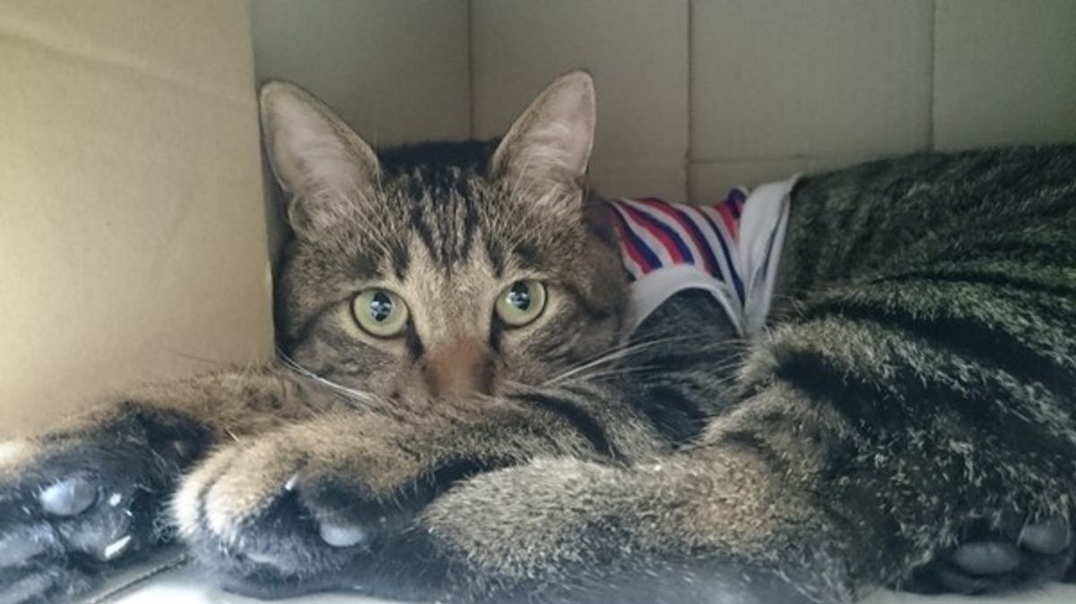 猫が段ボール箱を好むのはなぜ ガジガジ噛みつく理由についても解説 ねこのきもちweb Magazine 猫が段ボール箱を好むのはなぜ ガジガジ噛みつく理由についても解説 ねこのきもちweb Magazine