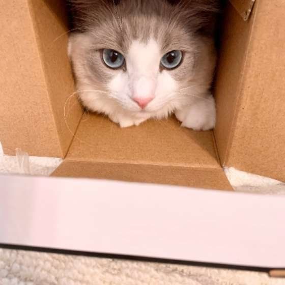 箱に入るラグドール