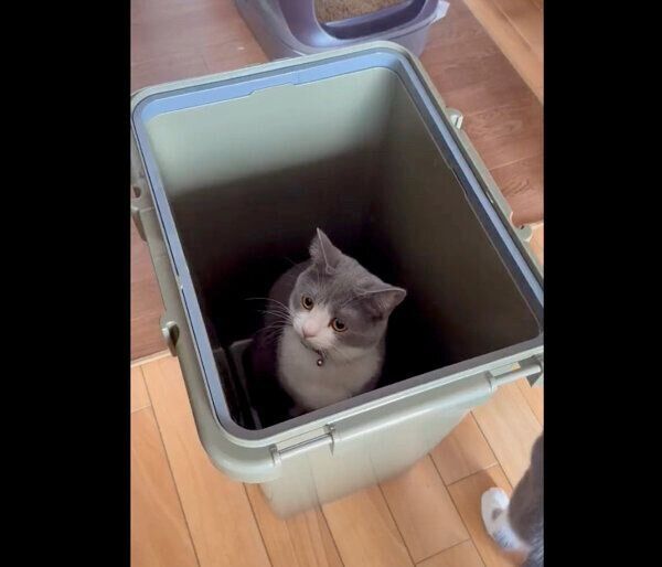 ゴミ箱の中に入るしらたまくん