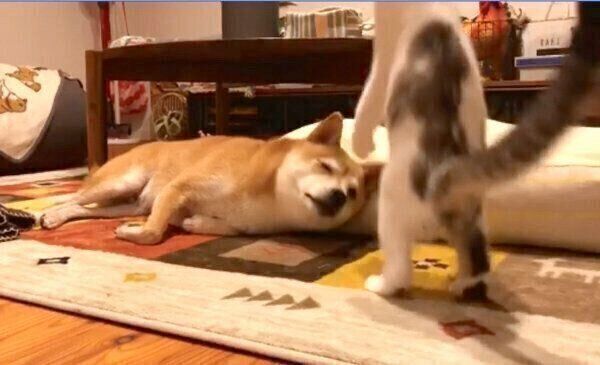 立ち上がってリンタローくんに近づくちくわくん