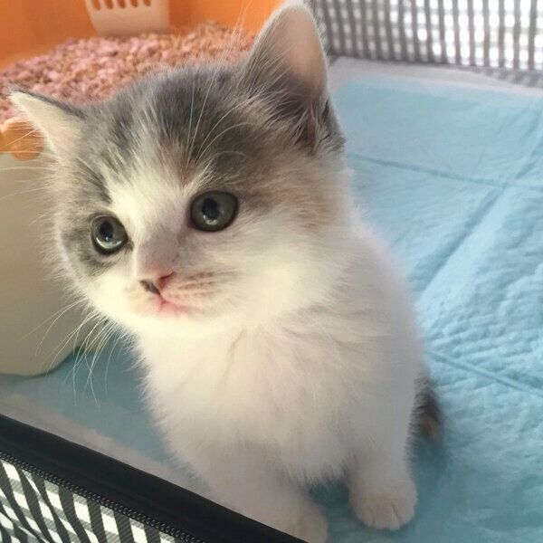 家族に迎えたばかりの頃のねね子ちゃん