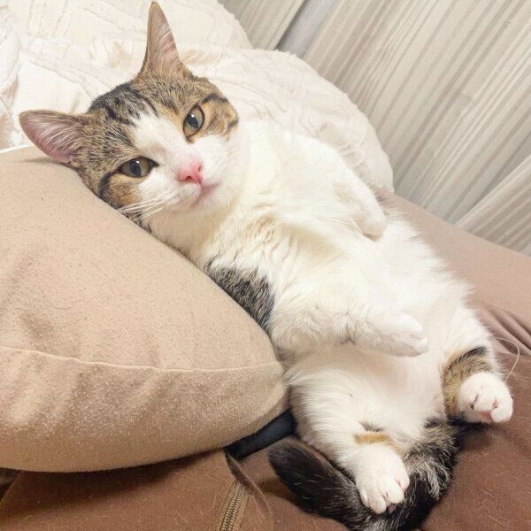 くつろぐ琥太郎くん