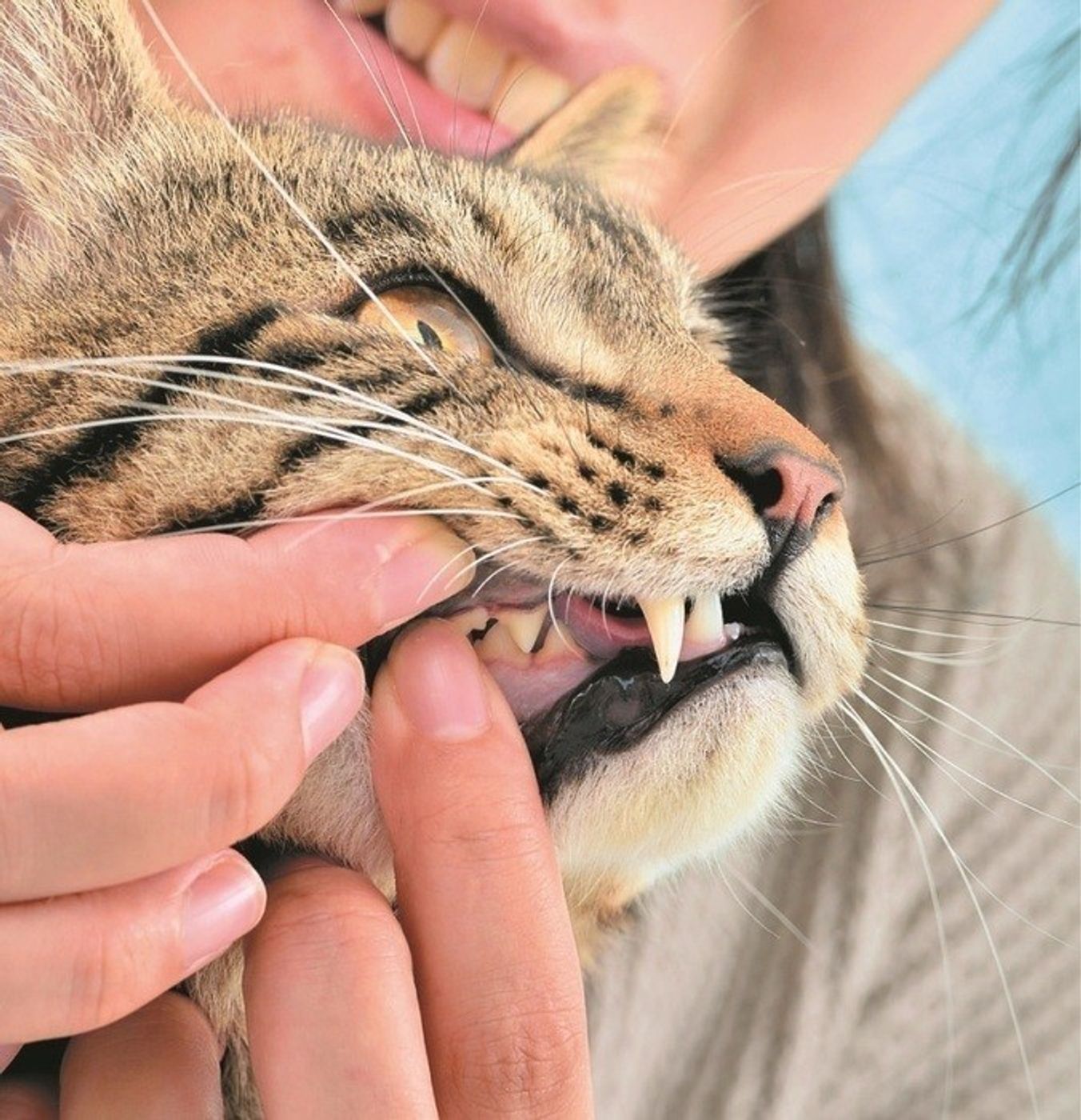 獣医師監修 猫の歯磨きの方法を解説 頻度の目安や慣らし方も ねこのきもちweb Magazine 獣医師監修 猫の歯磨きの方法を解説 頻度の目安や慣らし方も ねこのきもちweb Magazine