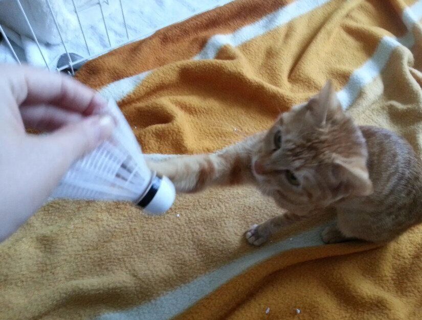 飼い主と遊ぶ子猫