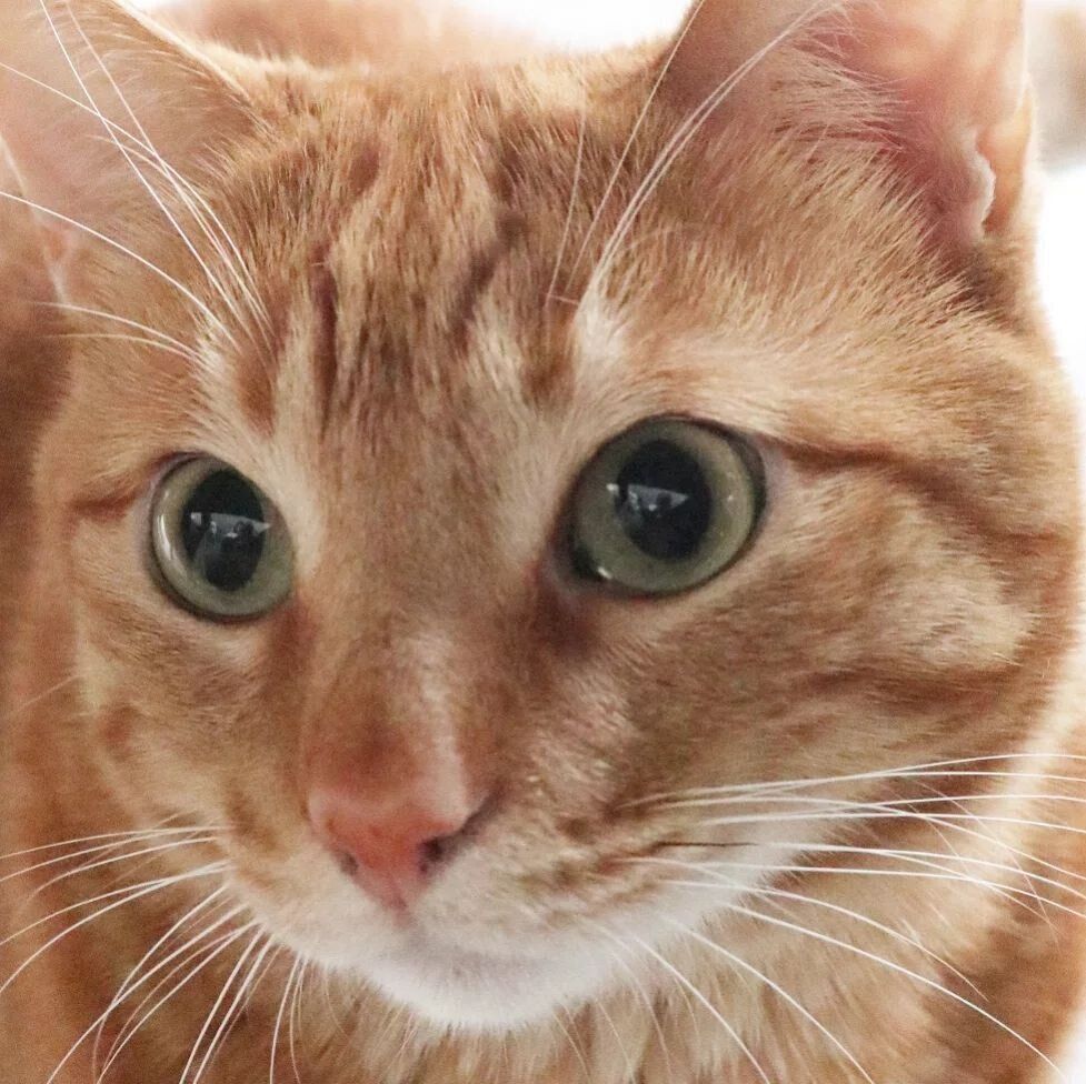 どアップのココくん