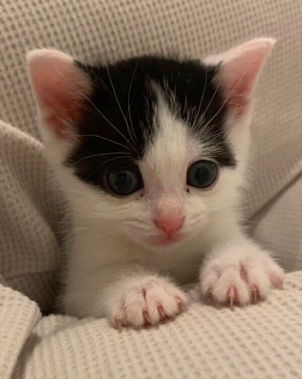 子猫時代のおむすびくん