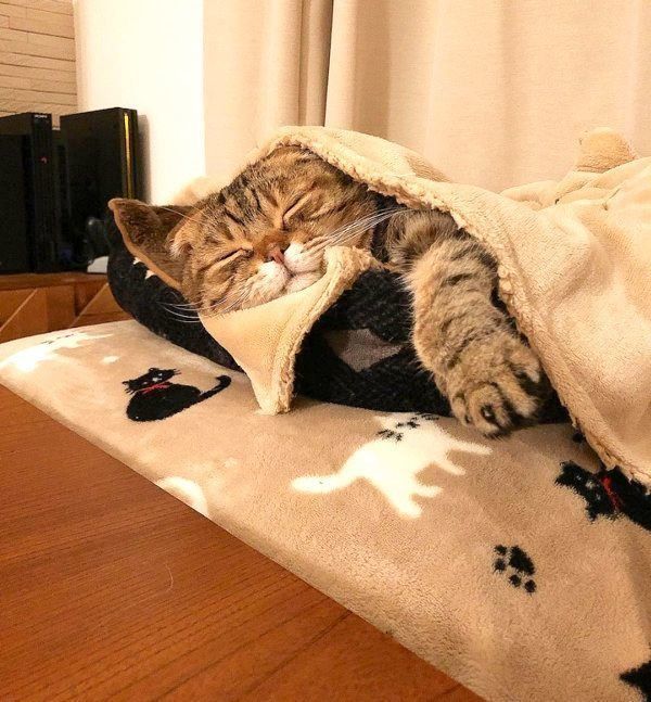 毛布にくるまるスコティッシュフォールド