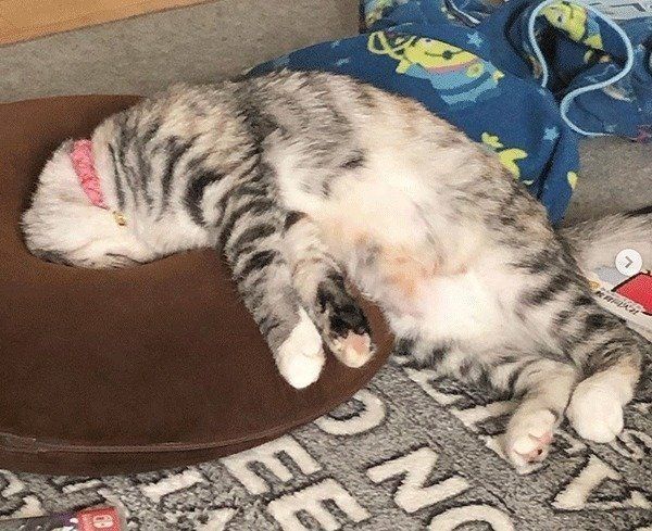 ごめん寝する猫