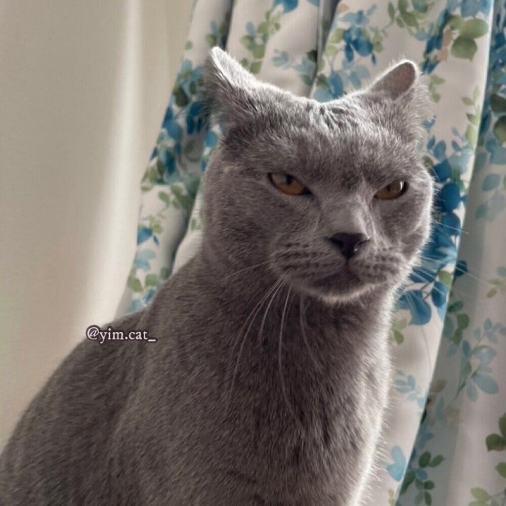 険しい顔つきをしたイムくん