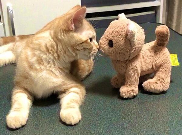 ぬいぐるみを見るモカちゃん