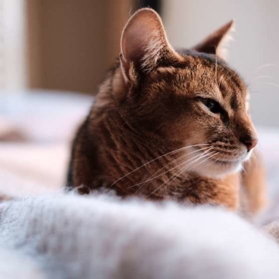 アビシニアンのひなたくん