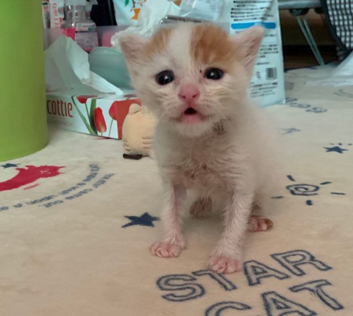 飼い主さん宅に来たばかりの様子 どこか不安げな表情をしている