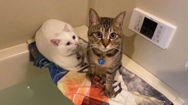 コハクさんとセンさん