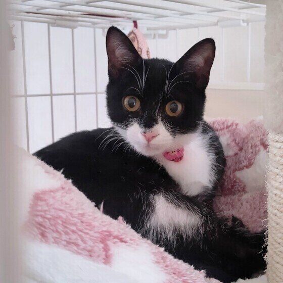 MIXのもみじちゃん