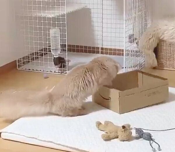 ダンボールを覗き込むにこちゃん