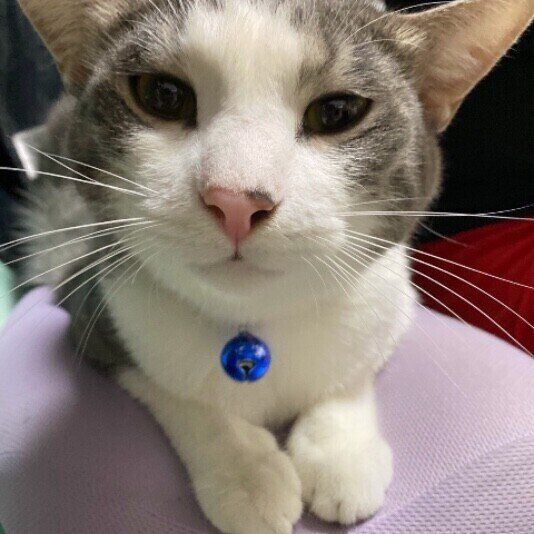 龍我くん（MIXサバトラ）