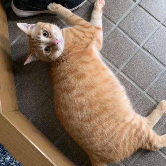 スリスリする猫