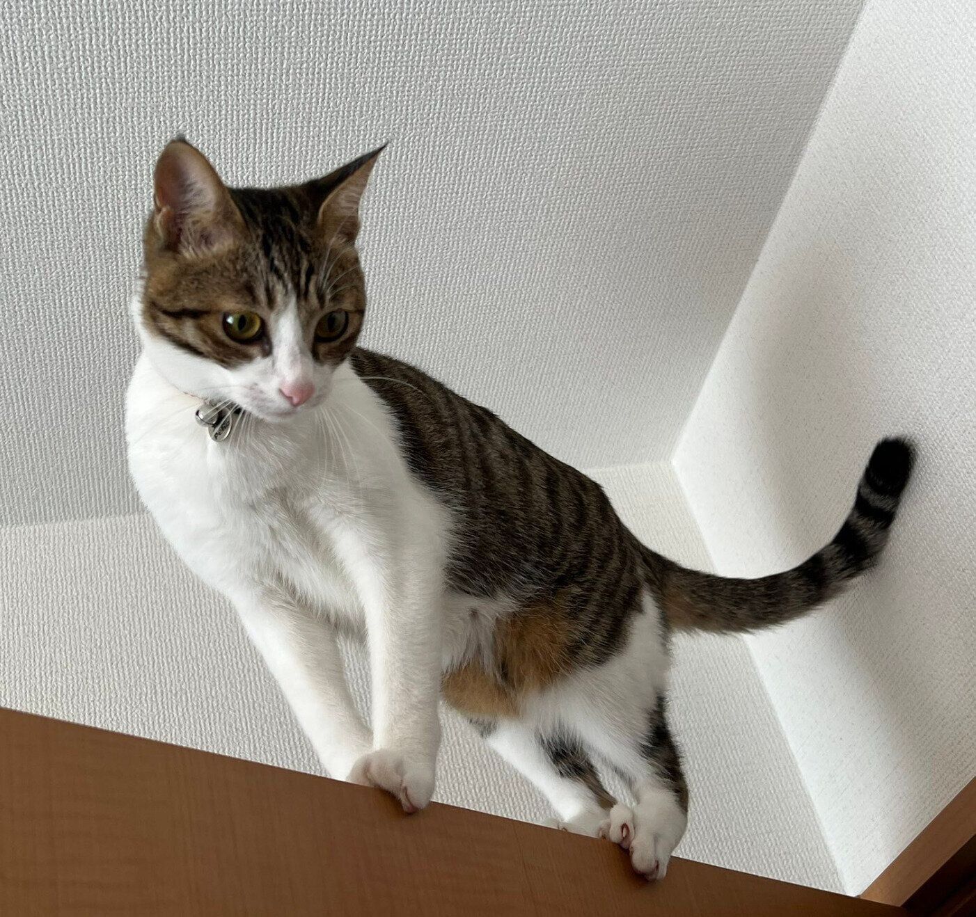 ドアの上に登る吟ちゃん