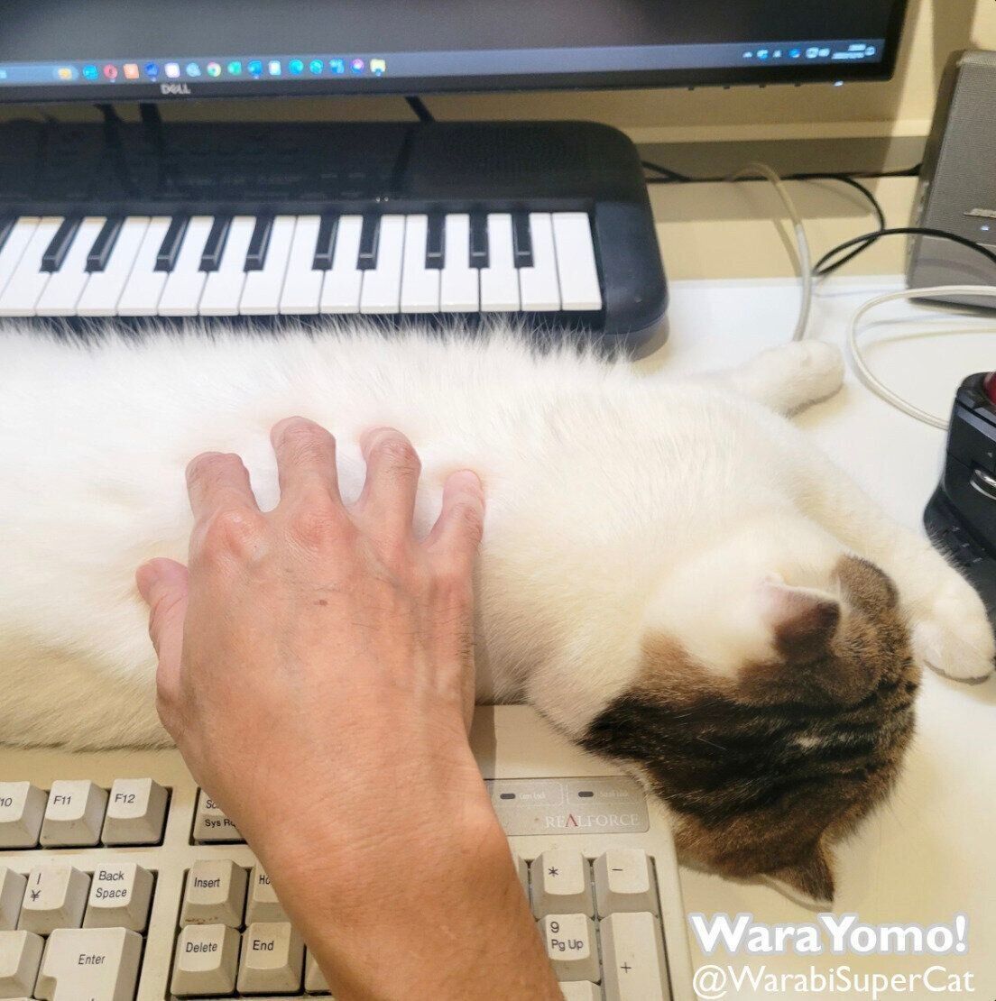 デスクで眠るよもぎちゃん