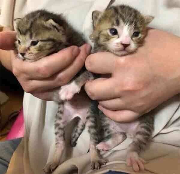 こんぶちゃんともずくくん