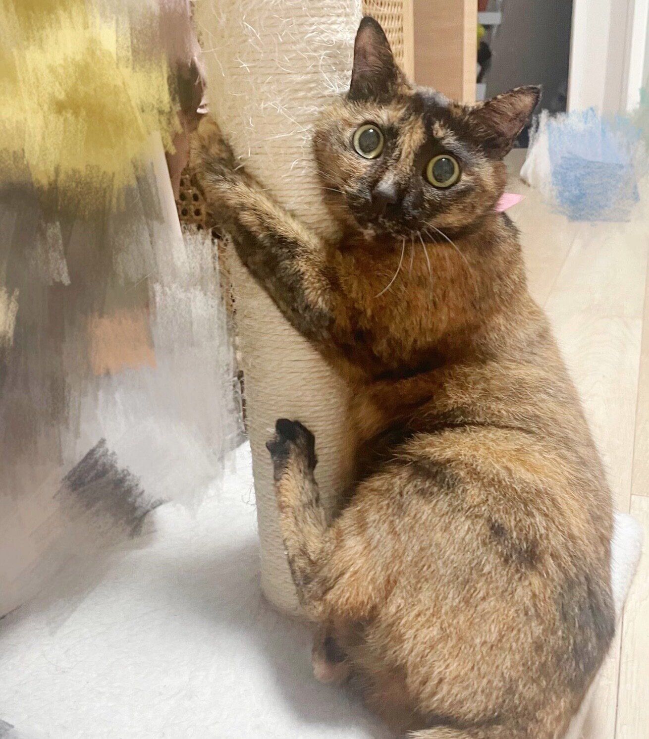 ポールにギュッとしがみつくしゃけちゃん