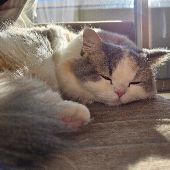 ミヌエットのラテちゃん