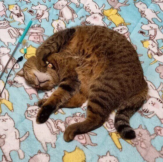 寝転がるキジトラのランちゃん