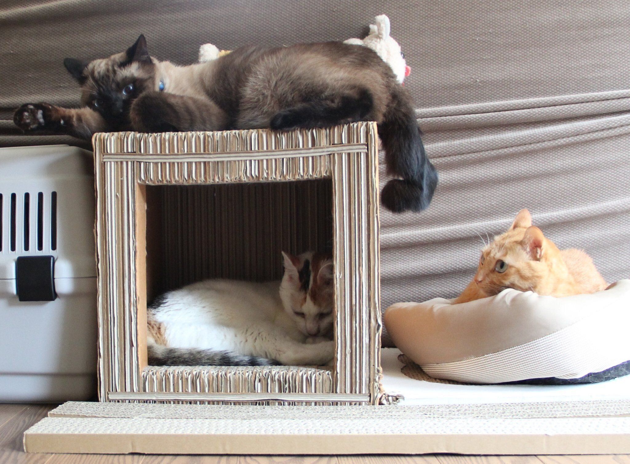 まったりする猫たち。