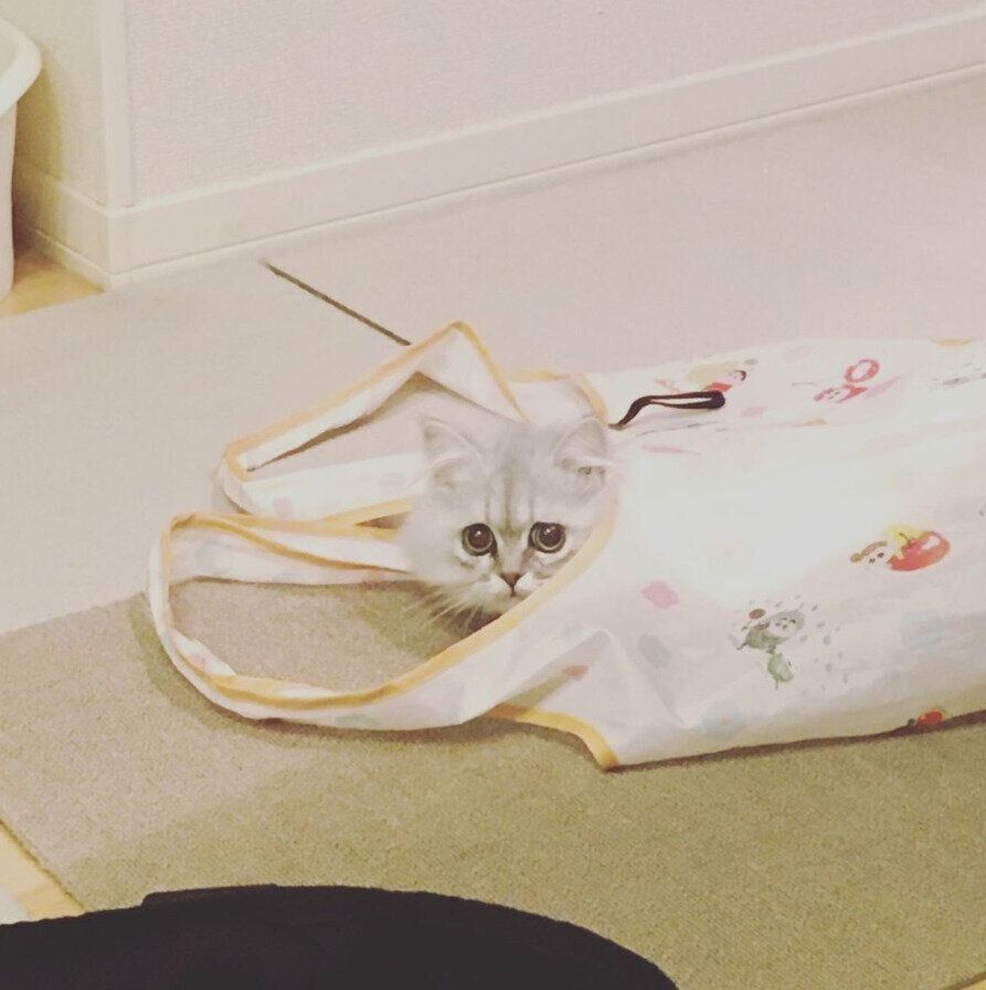 エコバッグに入る猫
