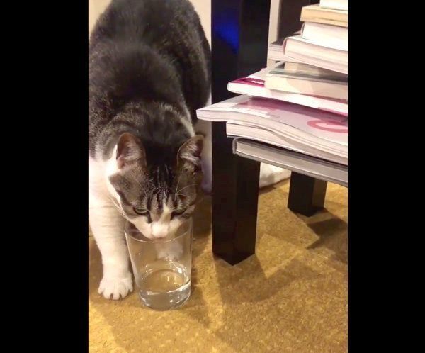 コップの中の水を飲もうと必死な猫