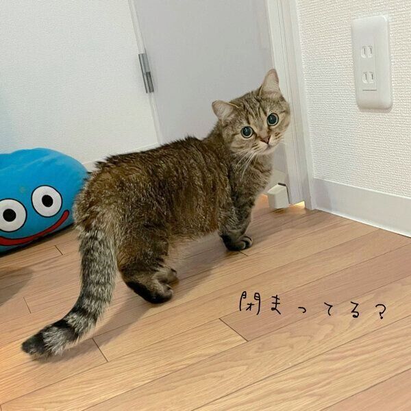 廊下に出られないことに気づいたきなこちゃん