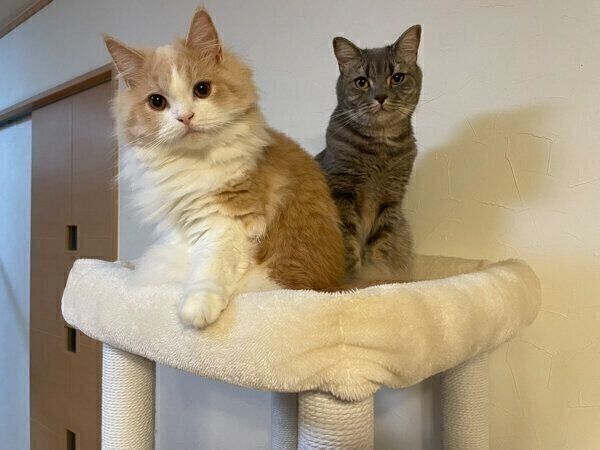 見つめる凛太郎くんと和音ちゃん