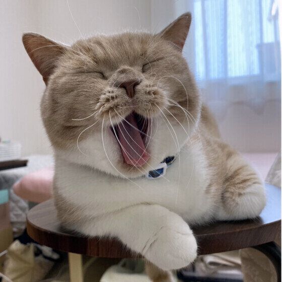 スコティッシュフォールドのレオくん