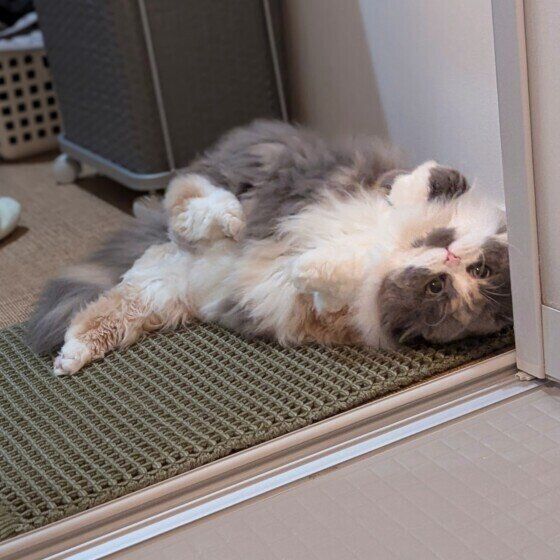 出待ちするサイベリアン