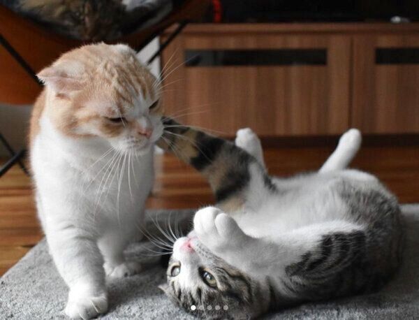 遊ぶニコちゃん、チビちゃん