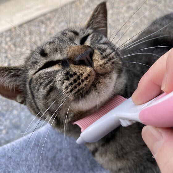 キジトラのまろくん