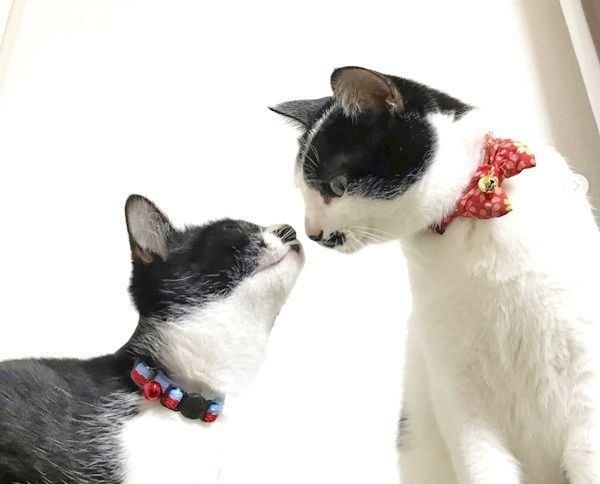 おヒゲがチャームポイントの元保護猫・ランちゃんとレイちゃん