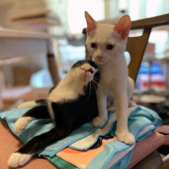 ゆきちゃんにスリスリするのんちゃん（MIX）