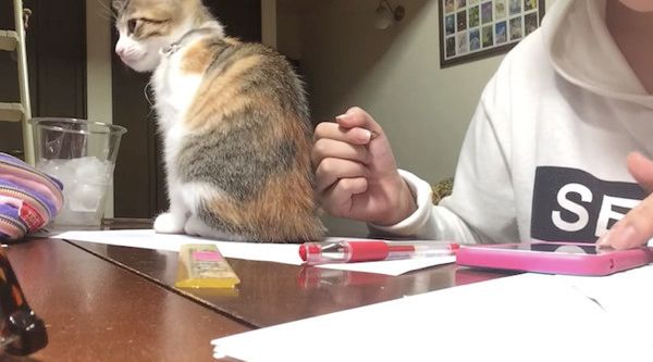 勉強を邪魔する猫