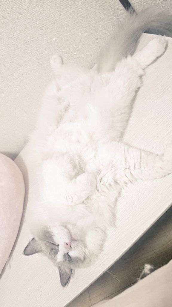 2才のラグドール