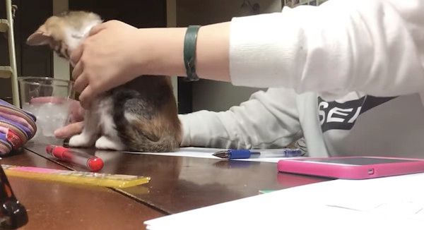 勉強を邪魔する猫