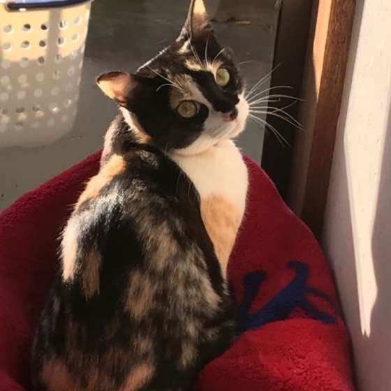 猫のくしゃみや鼻水の症状 もしかして 花粉症 ねこのきもちweb Magazine