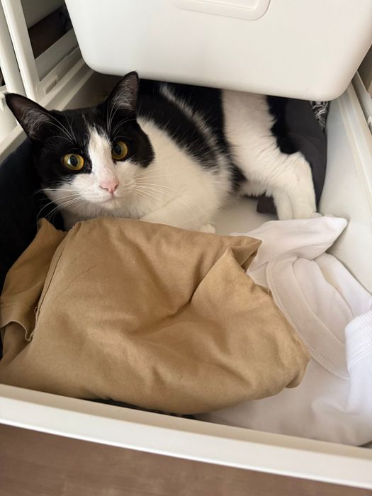 衣装ケースの中でくつろぐ猫
