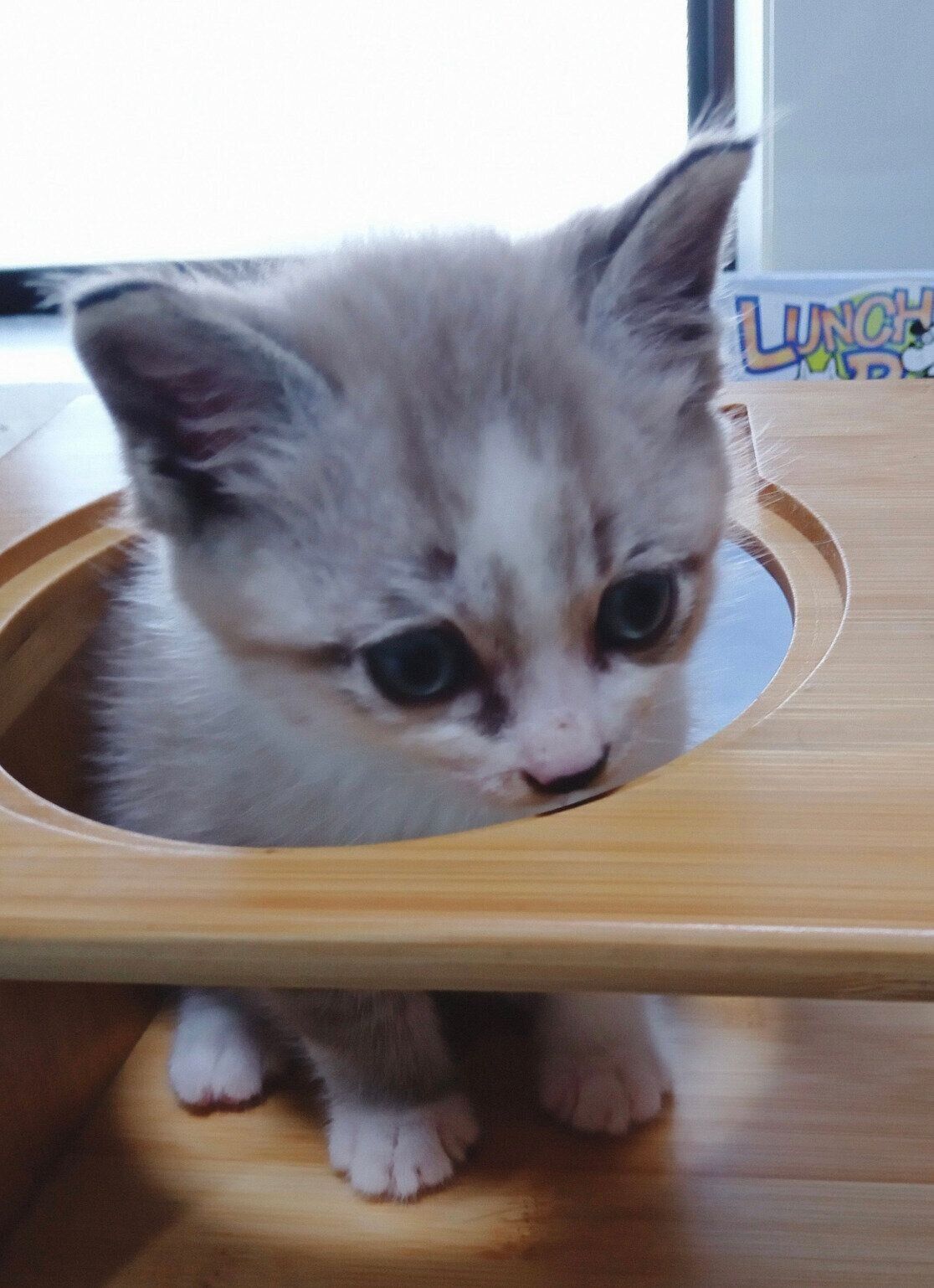 子猫時代の柱太郎くん